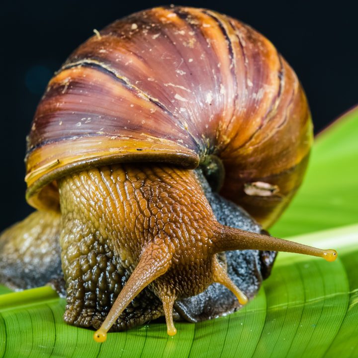 sNAIL